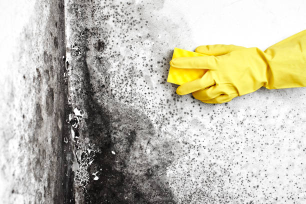 Best Mold Damage Repair  in Fort Dix, NJ