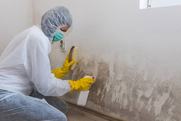 Best Professional Mold Removal  in Fort Dix, NJ