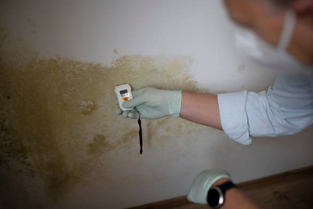 Best Mold Removal Company Near Me  in Fort Dix, NJ