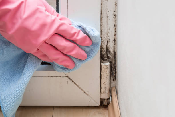 Trusted Fort Dix, NJ Mold Removal Experts